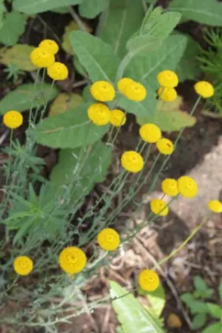Santolina rosmarinifolia 'Caerulea'