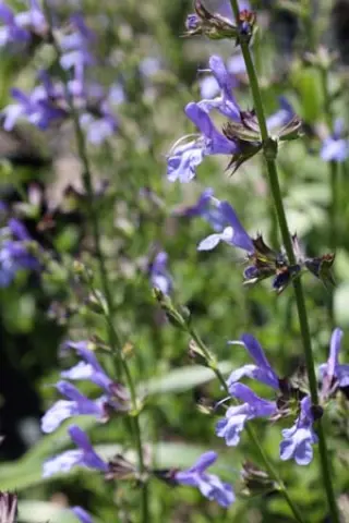 Salvia 'African Sky' (Chamelaeagnea x Scabra)