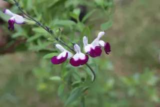 Salvia 'Amethyst Lips'