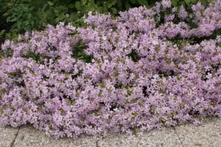 Saponaria x lempergii 'Max Frei'
