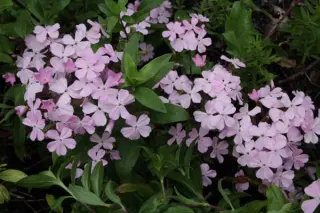 Saponaria sicula interm. 'Sigurd'