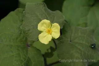 Saruma henryi