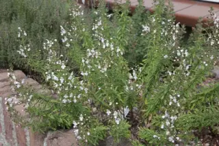 Satureja montana citriodora