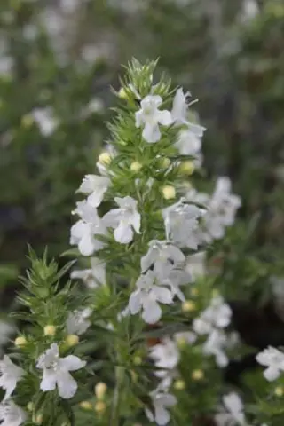 Satureja parnassica