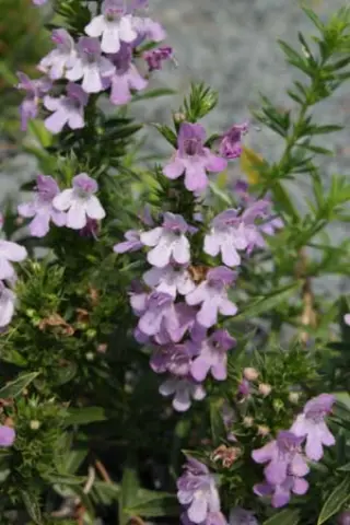 Satureja rumelica 'Grandiflora'