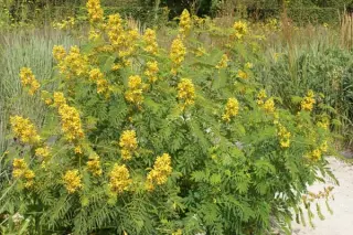 Senna hebecarpa (Cassia hebecarpa)