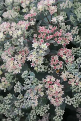 Sedum 'Aquarel'