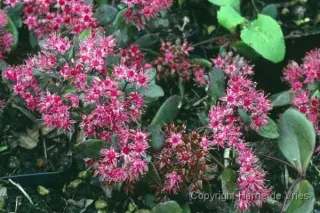 Sedum 'Bertram Anderson'