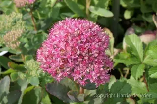 Sedum 'Carl'
