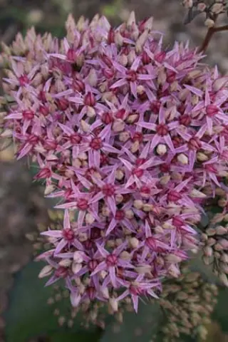 Sedum 'Cloud Walker'