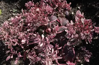 Sedum 'Dream Dazzler'