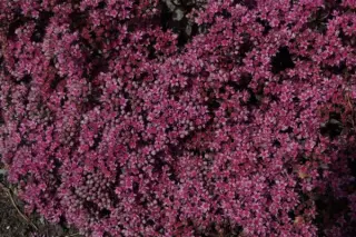 Sedum 'Firecracker'