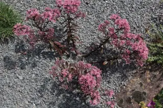 Sedum 'Jade Tuffet'