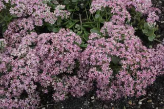 Sedum 'Lime Zinger'