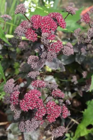 Sedum 'Marchants Best Red' (Selectie)