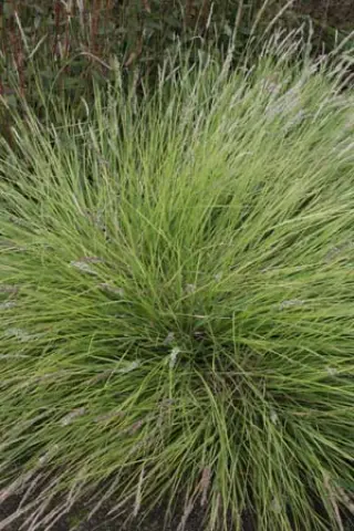 Sesleria autumnalis