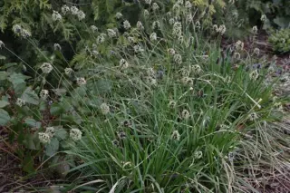 Sesleria caerulea uliginosa