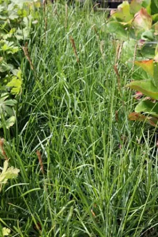 Sesleria 'Greenlee Hybrid'
