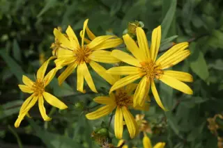 Silphium asteriscus var trifoliatum