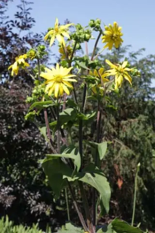 Silphium connatum