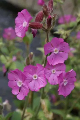 Silene dioica 'Minikin'