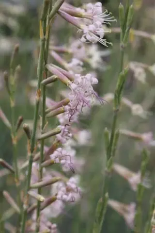 Silene friwaldskyana