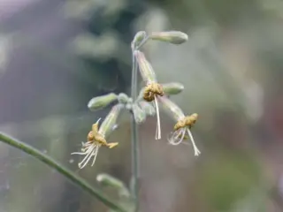Silene gigantea ssp. hellenica