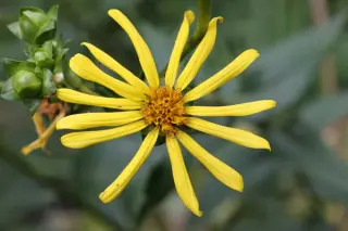 Silphium integrifolium subsp. integrifolium