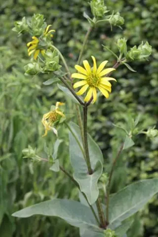 Silphium integrifolium subsp. laeve