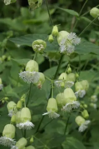 Silene multifida (Coll. Georgië)