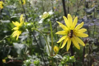 Silphium hybr. (perfoliatum x wasiotense)