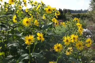 Silphium perfoliatum (Dixter Form)