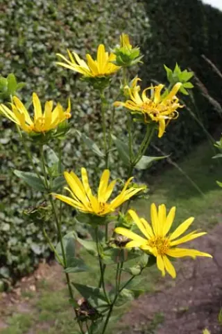 Silphium radula gracile