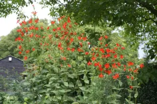 Silene regia ex 'Prairie Fire'
