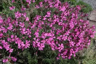 Silene schafta 'Robusta'