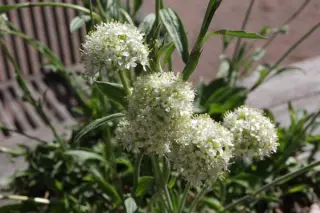 Silene sendtneri