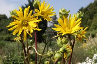 Silphium terebinthinaceum