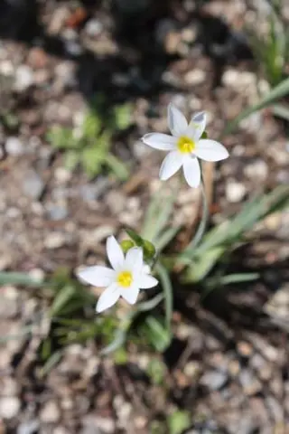 Sisyrinchium 'Pole Star'