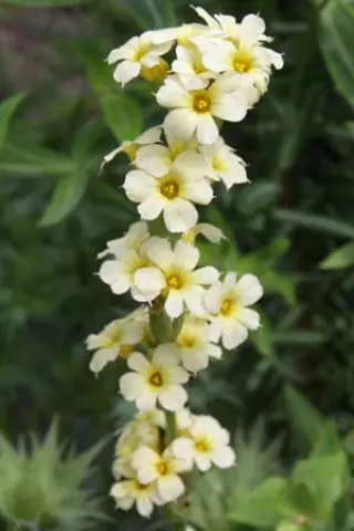 Sisyrinchium striatum