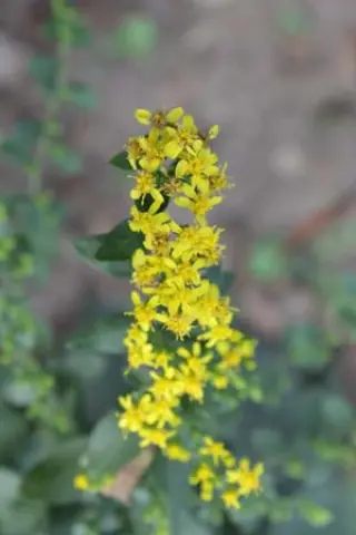 Solidago drummondii