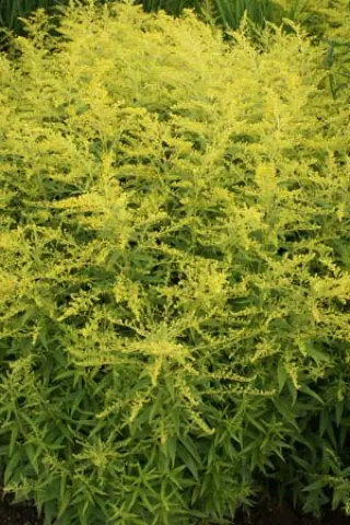 Solidago 'Golden Mosa'