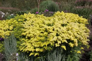 Solidago 'Loysder Crown'
