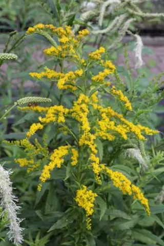 Solidago odora