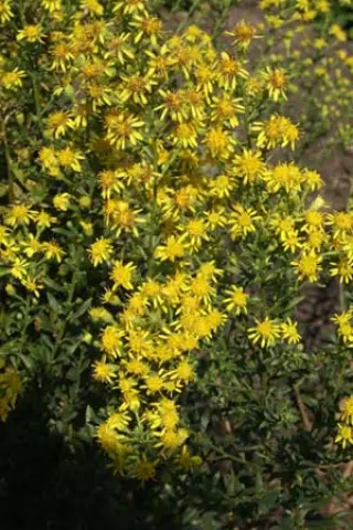 Solidago petiolaris var. angusta