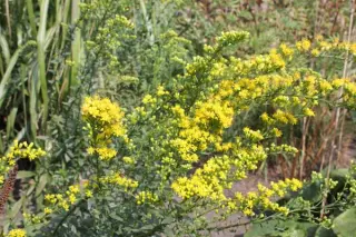 Solidago shortii 'Solar Cascade'