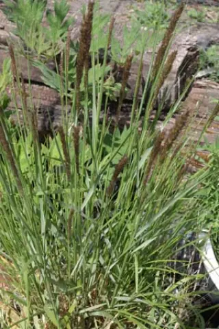 Sporobolus airoides