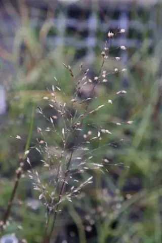 Sporobolus heterolepis 'Blue Fog'