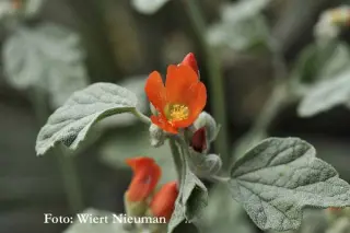 Sphaeralcea ambigua