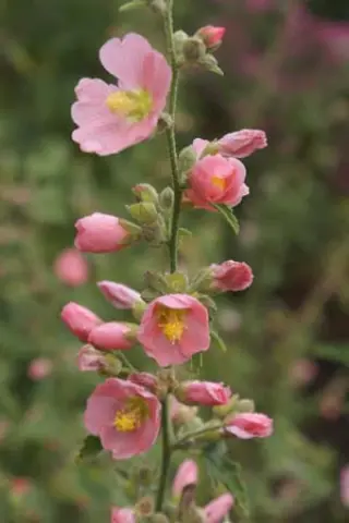 Sphaeralcea 'Charmeuse' (Vegetatief)