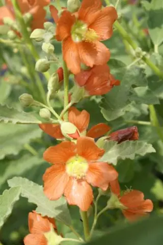 Sphaeralcea incana